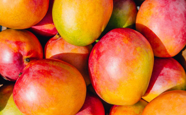 mango, mangoes, ripe, ripeness, fresh, freshness, fruit.